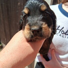 Cocker Spaniel (Working &amp; Show) - Both