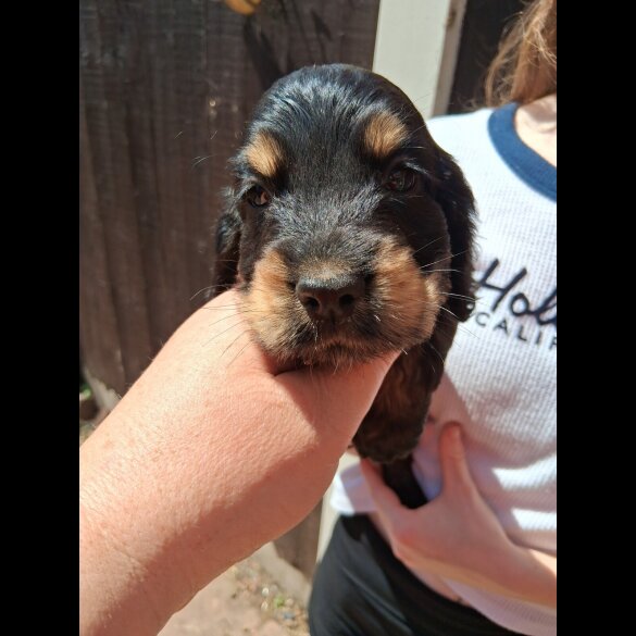 Cocker Spaniel (Working &amp; Show) - Both