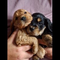 Cocker Spaniel (Working &amp; Show) - Both