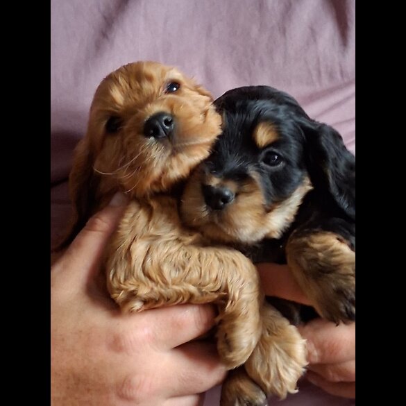 Cocker Spaniel (Working &amp; Show) - Both