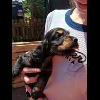 Cocker Spaniel (Working &amp; Show) - Both