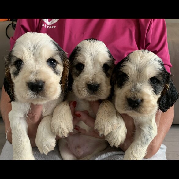 Cocker Spaniel (Working &amp; Show) - Dogs