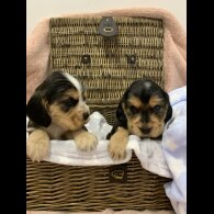 Cocker Spaniel (Working &amp; Show) - Dogs