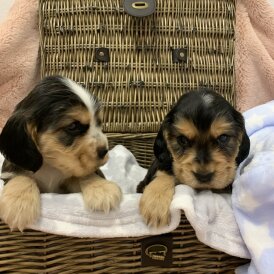 Cocker Spaniel (Working &amp; Show) - Dogs