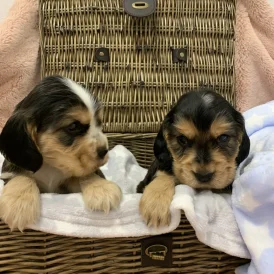 Cocker Spaniel (Working &amp; Show) - Dogs
