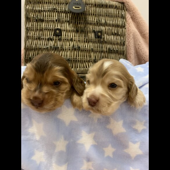 Cocker Spaniel (Working &amp; Show) - Dogs