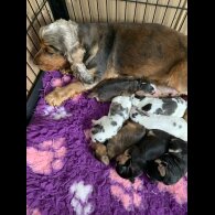 Cocker Spaniel (Working &amp; Show) - Dogs