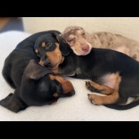 Dachshund (Standard &amp; Miniature) - Dogs