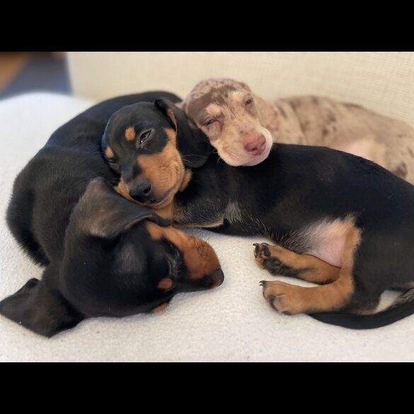 Dachshund (Standard &amp; Miniature) - Dogs