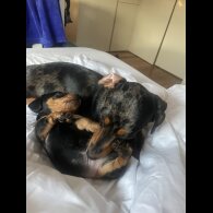 Dachshund (Standard &amp; Miniature) - Dogs