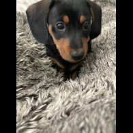 Dachshund (Standard &amp; Miniature) - Dogs