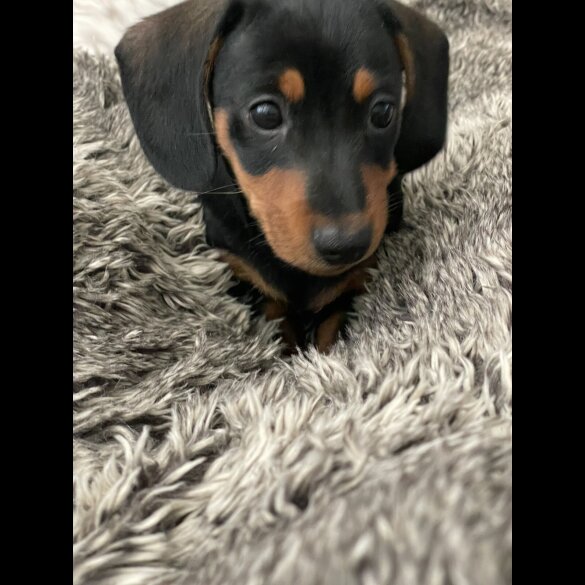 Dachshund (Standard &amp; Miniature) - Dogs