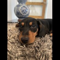 Dachshund (Standard &amp; Miniature) - Dogs