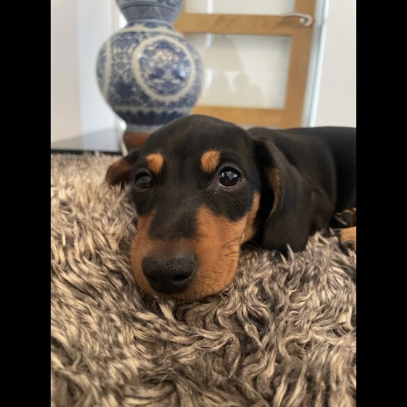 Dachshund (Standard &amp; Miniature) - Dogs