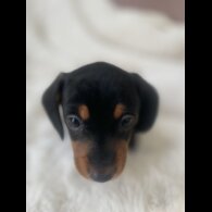 Dachshund (Standard &amp; Miniature) - Dogs