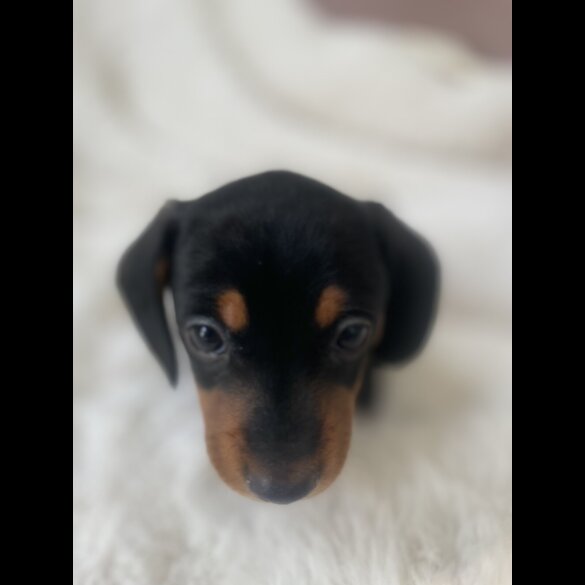 Dachshund (Standard &amp; Miniature) - Dogs
