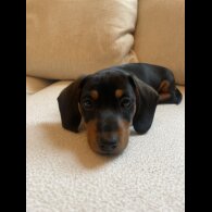 Dachshund (Standard &amp; Miniature) - Dogs