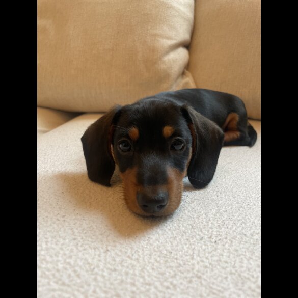 Dachshund (Standard &amp; Miniature) - Dogs