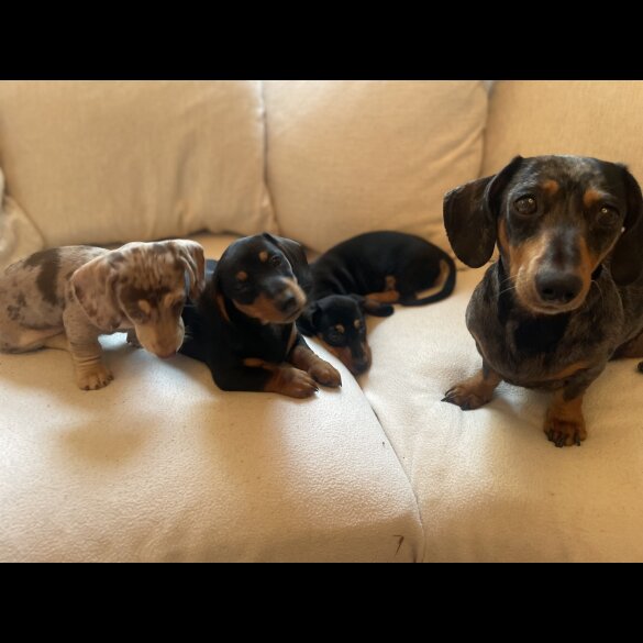 Dachshund (Standard &amp; Miniature) - Dogs