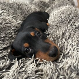 Dachshund (Standard &amp; Miniature) - Dogs