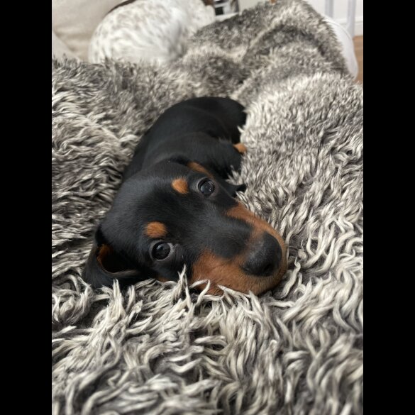 Dachshund (Standard &amp; Miniature) - Dogs