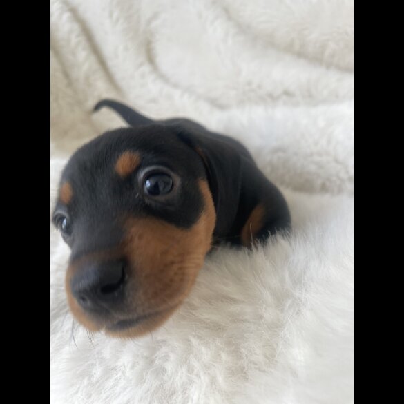Dachshund (Standard &amp; Miniature) - Dogs