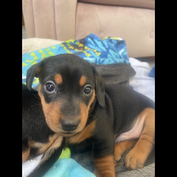 Dachshund (Standard &amp; Miniature) - Dogs