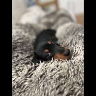 Dachshund (Standard &amp; Miniature) - Dogs