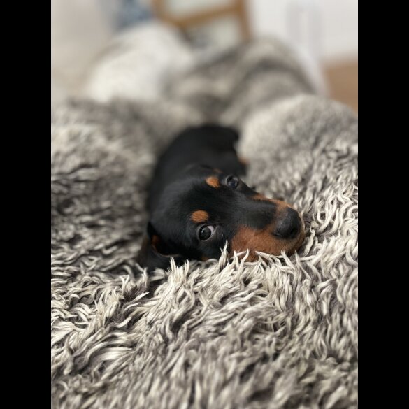 Dachshund (Standard &amp; Miniature) - Dogs