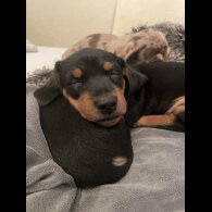 Dachshund (Standard &amp; Miniature) - Dogs