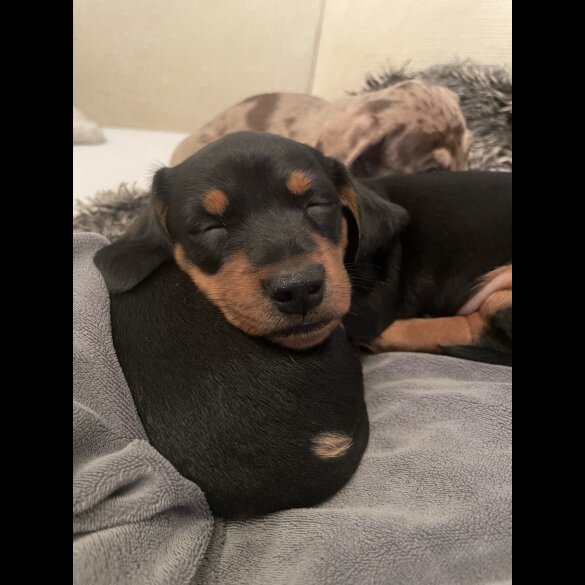 Dachshund (Standard &amp; Miniature) - Dogs