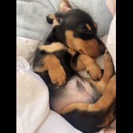Dachshund (Standard &amp; Miniature) - Dogs