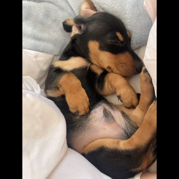 Dachshund (Standard &amp; Miniature) - Dogs