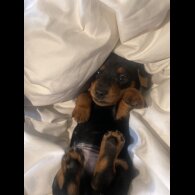 Dachshund (Standard &amp; Miniature) - Dogs