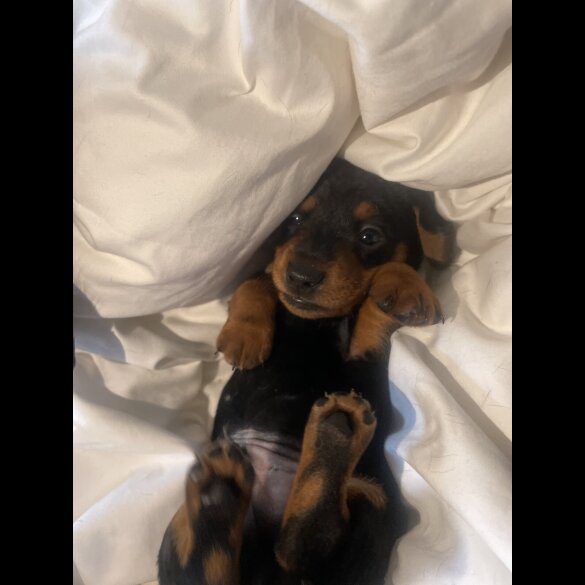 Dachshund (Standard &amp; Miniature) - Dogs