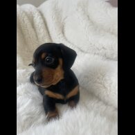 Dachshund (Standard &amp; Miniature) - Dogs