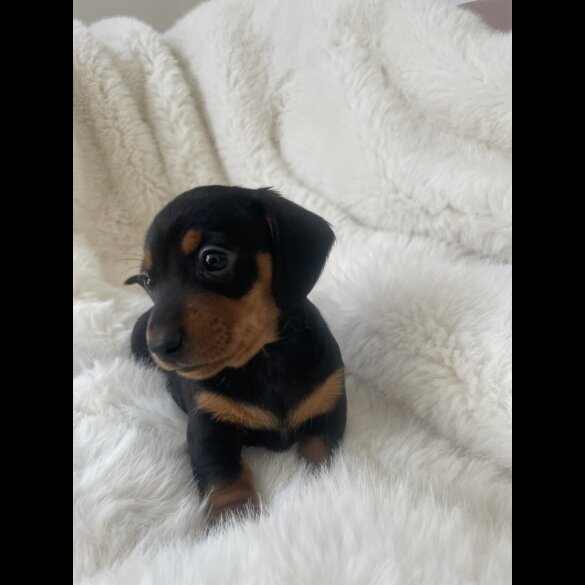 Dachshund (Standard &amp; Miniature) - Dogs