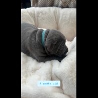 Staffordshire Bull Terrier - Both