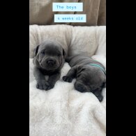 Staffordshire Bull Terrier - Both