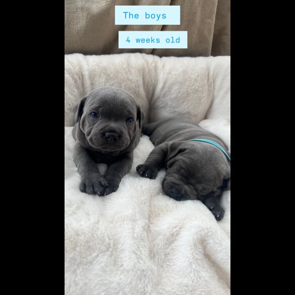 Staffordshire Bull Terrier - Both