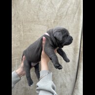 Staffordshire Bull Terrier - Both