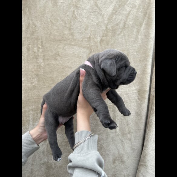 Staffordshire Bull Terrier - Both