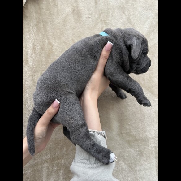 Staffordshire Bull Terrier - Both
