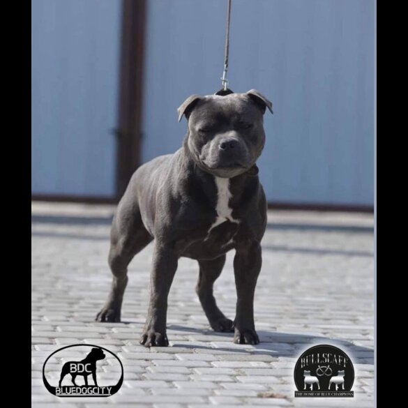 Staffordshire Bull Terrier - Both