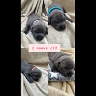 Staffordshire Bull Terrier - Both