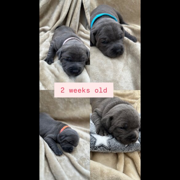 Staffordshire Bull Terrier - Both