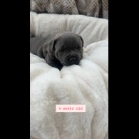 Staffordshire Bull Terrier - Both