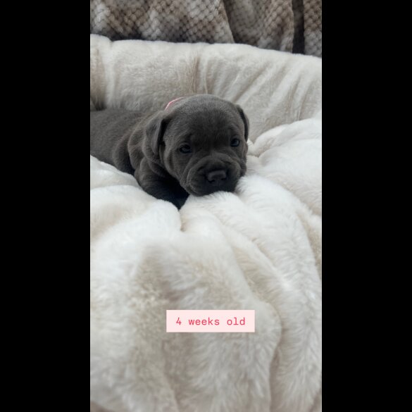 Staffordshire Bull Terrier - Both