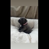 Staffordshire Bull Terrier - Both