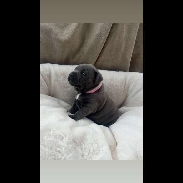 Staffordshire Bull Terrier - Both